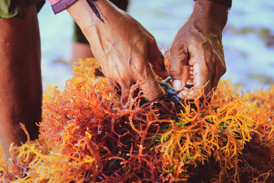 Mossvida sea moss brand Lagos Nigeria